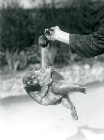 Kinkajou zavěšený z prstu chovatele za jeho chápavý ocas, Londýnská zoo, září 1925 od Frederick William Bond