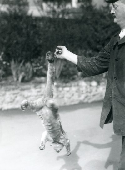 Kinkajou zavěšený hlavou dolů, z prstu chovatele, za jeho chápavý ocas, Londýnská zoo, září 1925 od Frederick William Bond