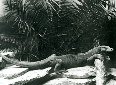 Monitor varana komodského opřel krk a přední nohy o kládu v londýnské zoo v červnu 1927 od Frederick William Bond