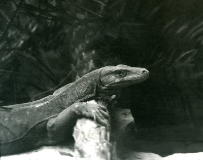 Monitor varana komodského opřel krk a přední nohy o kládu v londýnské zoo v červnu 1927 od Frederick William Bond