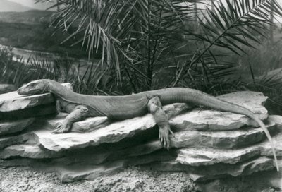 Monitor varana komodského spočívající na skalnaté stěně v londýnské zoo v roce 1927 od Frederick William Bond
