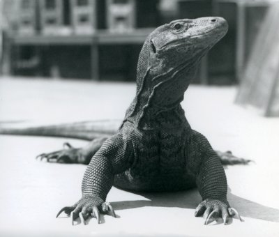 Komodo Dragon v londýnské zoo, srpen 1928 od Frederick William Bond