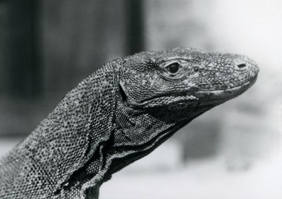 Drak komodský v londýnské zoo v srpnu 1928 (černobílá fotografie) od Frederick William Bond