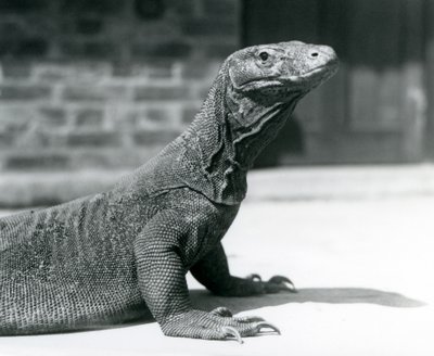 Drak komodský v londýnské zoo v srpnu 1928 (černobílá fotografie) od Frederick William Bond