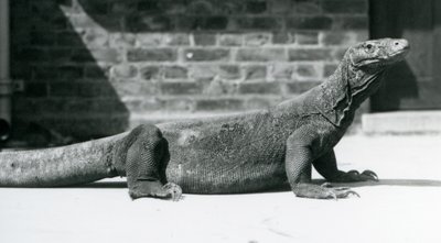 Drak komodský v londýnské zoo v srpnu 1928 (černobílá fotografie) od Frederick William Bond