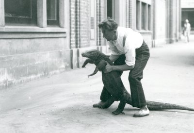 Varana komodského drženého na zadních nohách chovatelem v londýnské zoo v srpnu 1928 (černobílá fotografie) od Frederick William Bond