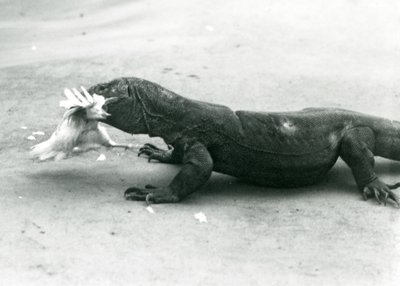 Komodo Dragon jíst kuře, London Zoo od Frederick William Bond