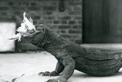 Drak komodský pojídající kuře v londýnské zoo srpen 1928 (černobílá fotografie) od Frederick William Bond