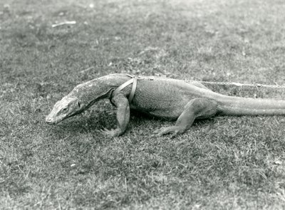 Drak komodský na procházce po trávníku v postroji a vodítku (černobílá fotografie) od Frederick William Bond