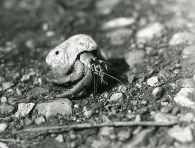 Land Hermit Crab, London Zoo od Frederick William Bond