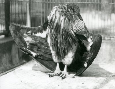 Sup chocholatý stojící na podlaze výběhu a česající si pera na křídlech, Londýnská zoo od Frederick William Bond