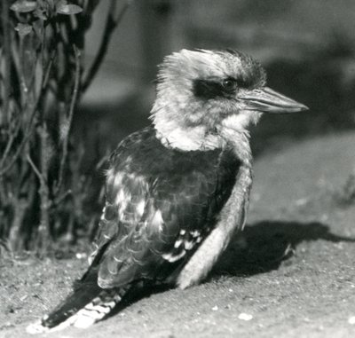 Laughing Kookaburra v londýnské zoo v dubnu 1925 od Frederick William Bond