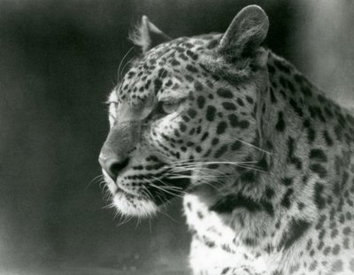 Leopard v londýnské zoo v roce 1930 (černobílá fotografie) od Frederick William Bond