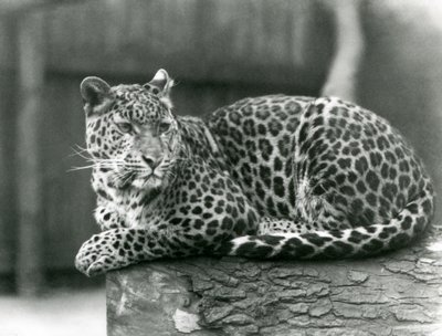Leopard odpočívá na kládě v londýnské zoo v roce 1929 (černobílá fotografie) od Frederick William Bond