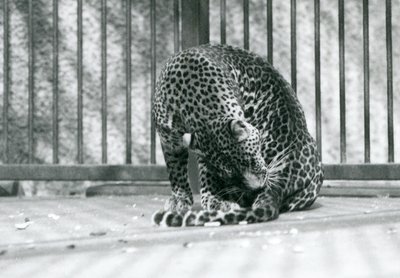Leopard sedící ve výběhu a upravující si nohu, Londýnská zoo, 1927 od Frederick William Bond