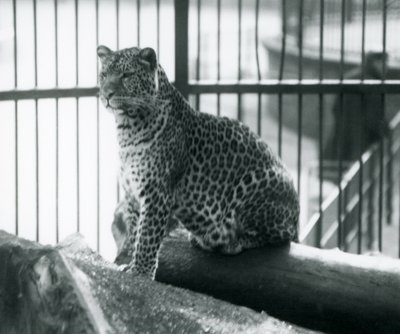 Leopard sedící na kládě ve výběhu v londýnské zoo, září 1925 od Frederick William Bond