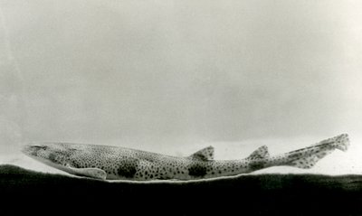 Dogfish méně skvrnitý v londýnské zoo v roce 1924 od Frederick William Bond