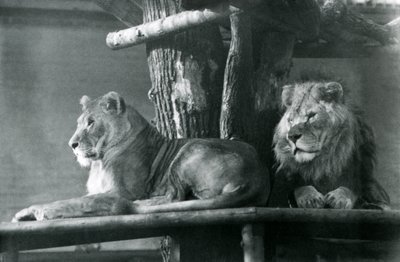 Lev a lvice odpočívající na vysoké plošině ve svém výběhu, londýnská zoo v roce 1929 (černobílá fotografie) od Frederick William Bond
