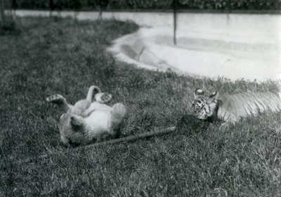 Mládě lva a tygra si hrají s mopem, na trávě, u bazénu, londýnská zoo, září 1925 od Frederick William Bond