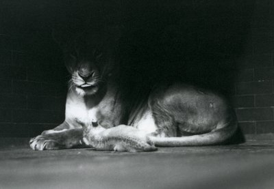 Lvíče ležící se svou matkou ve stínu zadní části výběhu, Londýnská zoo, říjen 1925 od Frederick William Bond