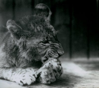 Lvíče krmící se v ZSL London Zoo v roce 1927 od Frederick William Bond