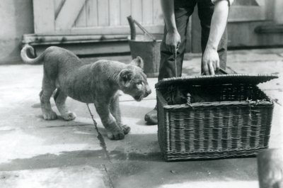 Lvíče při pohledu na tygří mládě v proutěném košíku, který chovatel otevírá, Londýnská zoo, září 1925 od Frederick William Bond