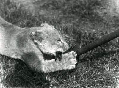 Lvíče hrající si s mopem, které drží jeho chovatel, na trávě před svým doupětem, Londýnská zoo, září 1925 od Frederick William Bond