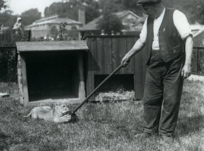 Lvíče hrající si s mopem, které drží jeho chovatel, na trávě před svým doupětem, Londýnská zoo, září 1925 od Frederick William Bond