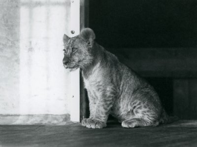 Lvíče sedící na podlaze v londýnské zoo v roce 1930 (černobílá fotografie) od Frederick William Bond