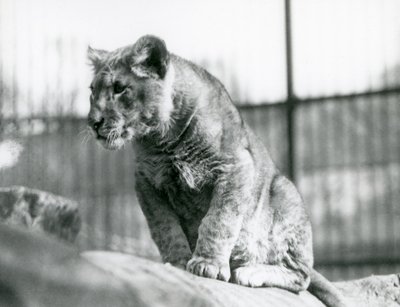 Lvíče, které se narodilo ve zvěřinci v červenci 1923, londýnská zoo, červenec 1924 od Frederick William Bond
