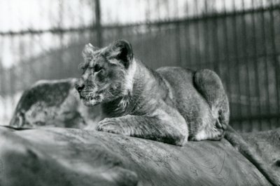 Lvíče, které se narodilo ve zvěřinci v červenci 1923, londýnská zoo, červenec 1924 od Frederick William Bond