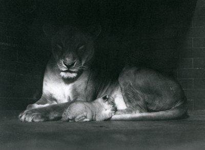 Lvice a mládě ležící ve stínu zadní části jejich výběhu, Londýnská zoo, říjen 1925 od Frederick William Bond