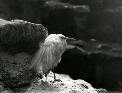 Volavka odpočívající mezi skalami v londýnské zoo v roce 1930 (černobílá fotografie) od Frederick William Bond