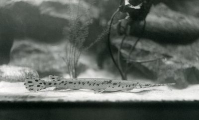 A Longnose gar, nebo Needlenose gar, London Zoo, 1924 od Frederick William Bond