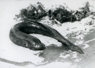 Lungfish odpočívá mimo vodu v londýnské zoo v září 1928 od Frederick William Bond