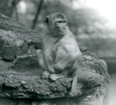 Makak sedící na skále v londýnské zoo v roce 1924 od Frederick William Bond