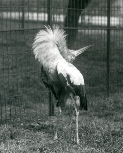 Čáp Maguari provádějící zobrazení nahoru-dolů, Londýnská zoo, červenec 1925 od Frederick William Bond