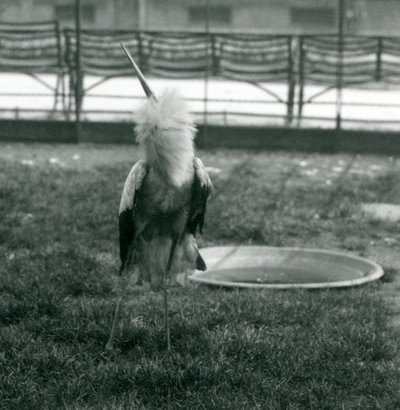 Čáp maguari předvádí ukázku nahoru a dolů, když stojí na trávě vedle malého betonového bazénu, Londýnská zoo, červenec 1925 (čb fotografie) od Frederick William Bond