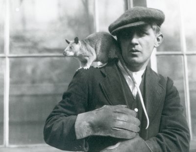 Malgašská obrovská krysa sedí na rameni svého chovatele, londýnské zoo od Frederick William Bond