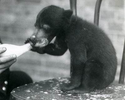 Mládě malajského nebo slunečního medvěda sedícího na židli, když ho jeho chovatel krmí z láhve v londýnské zoo, 20. léta od Frederick William Bond