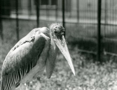 Čáp Marabu stojící ve výběhu v londýnské zoo v září 1928 od Frederick William Bond