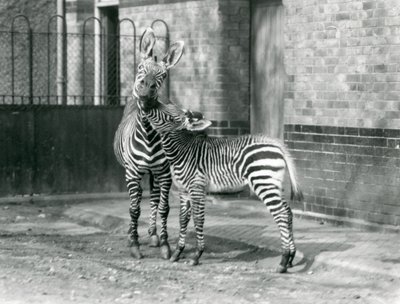 Zebra horská a její hříbě v londýnské zoo v roce 1929 (černobílá fotografie) od Frederick William Bond