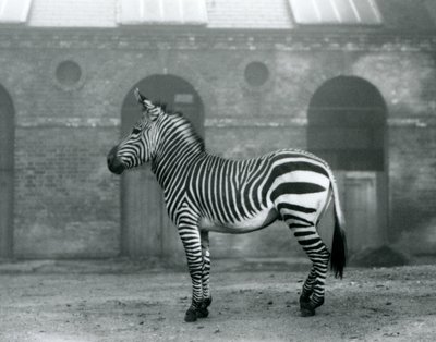 Zebra horská stojící ve svém výběhu před vysokými dveřmi Giraffe House v londýnské zoo v roce 1927 od Frederick William Bond