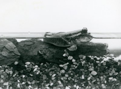 Mudskipper, spočívající na ponořených skalách, s očima nad vodou, londýnská zoo od Frederick William Bond