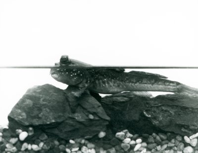 Blatnice, odpočívající na ponořených kamenech, s očima nad vodou, Londýnská zoo od Frederick William Bond