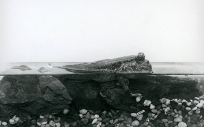 Mudskipper, spočívající na ponořených skalách, s horní polovinou těla nad vodou, London Zoo od Frederick William Bond