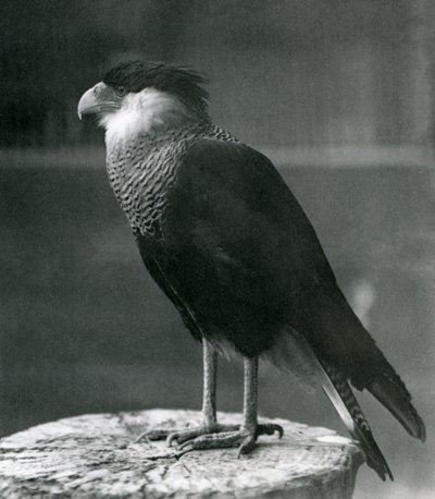 Severní chocholatý Caracara v londýnské zoo, před rokem 1930 od Frederick William Bond