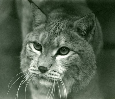 Rys severní, Londýnská zoo, únor 1925 od Frederick William Bond