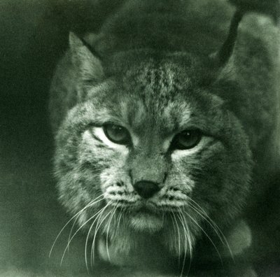 A Northern Lynx, London Zoo, únor 1925 od Frederick William Bond