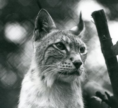 Lynx severní v londýnské zoo, červenec 1925 od Frederick William Bond